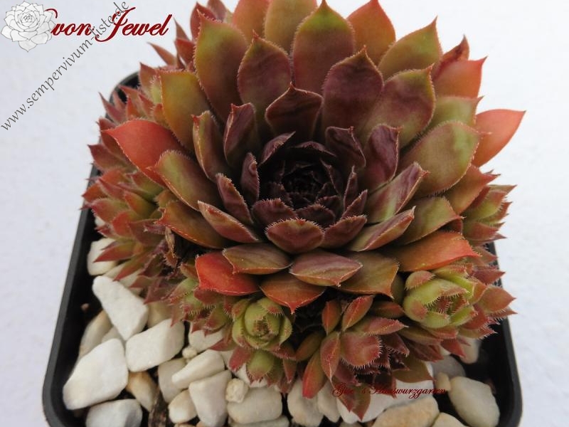 Devon Jewel | Sempervivum-Liste